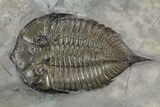 Dalmanites Trilobite Fossil - New York #99023-5